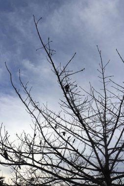 Arkaplanda yaprakları olmayan bir ağacın silüeti bulutlu açık bir gökyüzünün. 