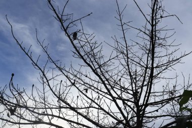 Arkaplanda yaprakları olmayan bir ağacın silüeti bulutlu açık bir gökyüzünün. 
