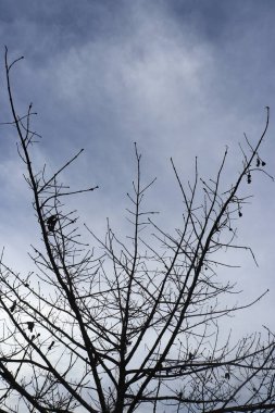 Arkaplanda yaprakları olmayan bir ağacın silüeti bulutlu açık bir gökyüzünün. 