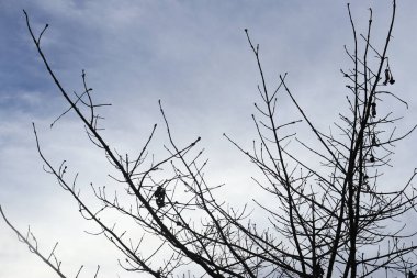 Arkaplanda yaprakları olmayan bir ağacın silüeti bulutlu açık bir gökyüzünün. 