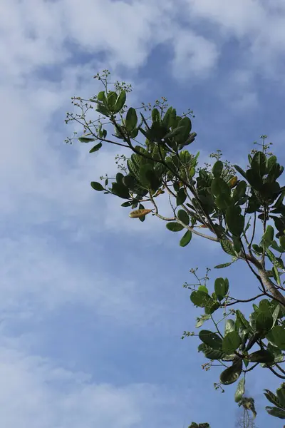 Árbol Anacardo Anacardium Occidentale Fondo Cielo Azul — Foto de Stock