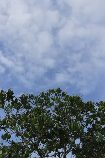 Árbol Anacardo Anacardium Occidentale Fondo Cielo Azul — Foto de Stock