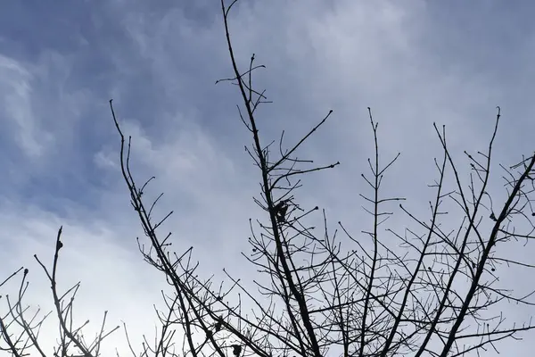 Arkaplanda Yaprakları Olmayan Bir Ağacın Silüeti Bulutlu Açık Bir Gökyüzünün — Stok fotoğraf