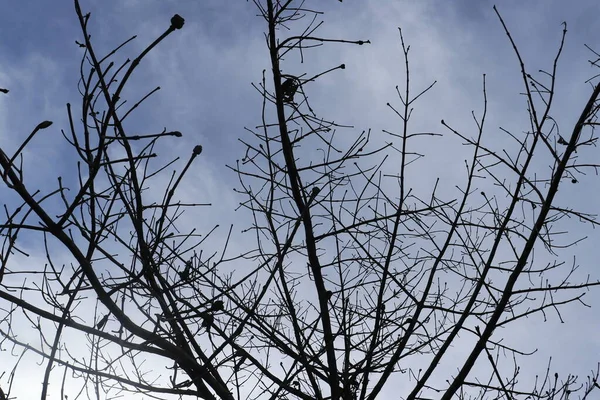 雲のある夜空を背景に 葉のない木のシルエット — ストック写真
