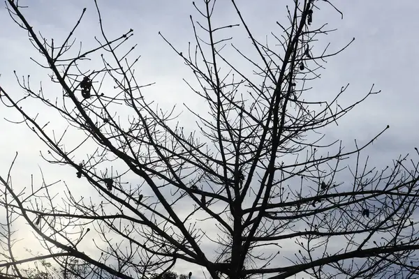 Silhouette Albero Senza Foglie Sullo Sfondo Cielo Chiaro Con Nuvole — Foto Stock