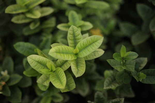 Πράσινα Φύλλα Φόντο Φύσης Πάνω Όψη Διαβάθμιση Πράσινου Χρώματος Ντορν — Φωτογραφία Αρχείου
