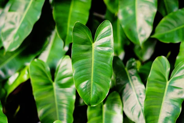 Tropical Green Φύλλα Φυλλώματος Φυτό Για Υφή Φόντο Τροπικά Πράσινα — Φωτογραφία Αρχείου