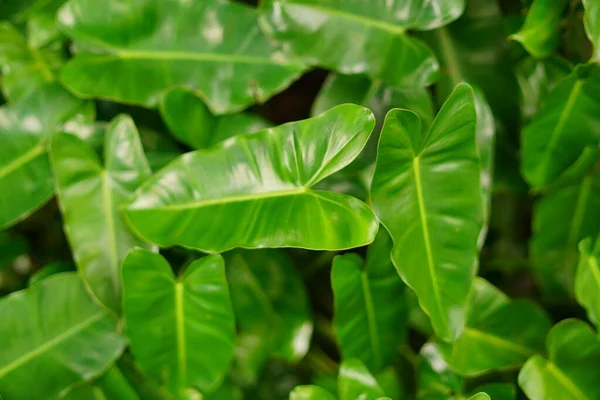 Κοντινό Πλάνο Τροπικά Πράσινα Φύλλα Φυτών Για Υφή Φόντο — Φωτογραφία Αρχείου