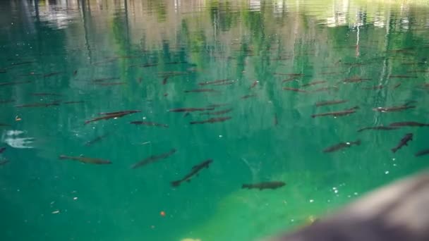 Los Peces Nadan Agua Azul Muy Clara Del Lago — Vídeo de stock