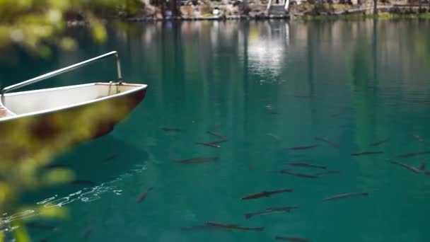 Boat Passing Fish Swimming Clear Blue Water — Stockvideo