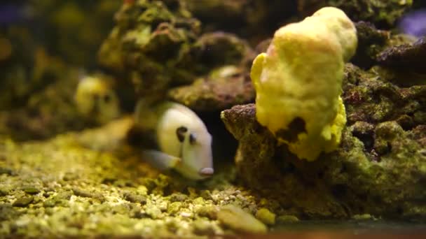 Fish Hiding Coral — Stok video