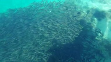 Suyun yüzeyinden görülen balık sürüsü