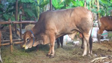 Cows eating grass at the animal market before being sacrificed on Eid al-Adha