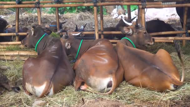Beautiful Cow Standing Sale Market Sacrifice Feast Eid Agriculture Industry — Vídeo de Stock