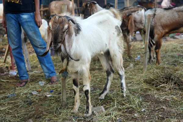 Goat Lamb Kambing Animal Markets Prepare Sacrifices Eid Adha — ストック写真