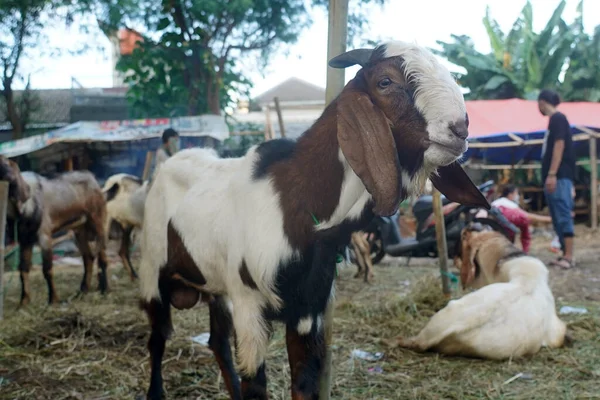 Goats Being Sold Market Eid Adha Eid Qurban Festival Sacrifice — Stockfoto