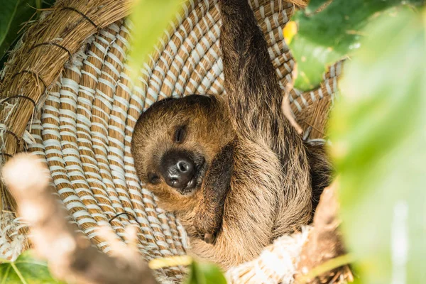 Κοντινό Πλάνο Μιας Νεαρής Μαϊμούς Στο Ζωολογικό Κήπο — Φωτογραφία Αρχείου