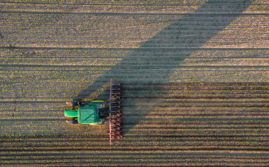Bir çiftçi yaz günbatımına kadar traktörle tarlayı hasat ediyor.