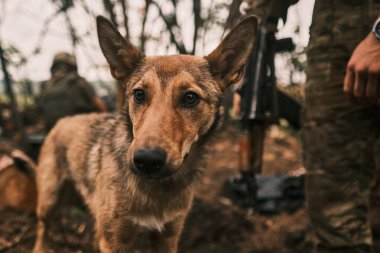 Kharkiv Oblastı, Ukrayna. 11 Temmuz 2022. Ön cephede Ukrayna askerleri olan bir köpek.