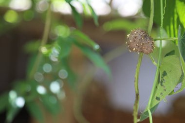 Greater Yam, also known as, dioscorea alata, aerial tuber, guyana arrowroot, purple yam, ten-month yam, tree potato, ube, is hanging with green leaves.