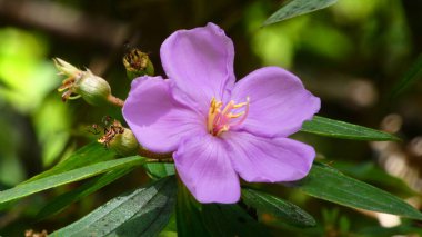 yeşil yapraklı mor çiçek