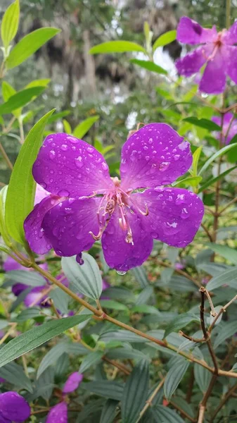 Фиолетовый Цветок Капельками Росы — стоковое фото