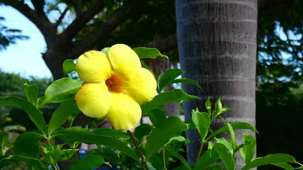 Gele Bloem Met Groene Bladeren — Stockfoto