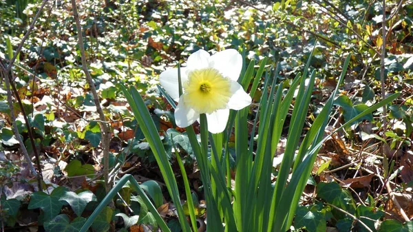 Белый Желтый Цветок — стоковое фото