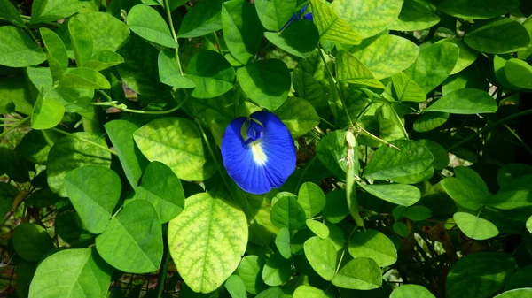 Flor Azul Com Folhas Verdes — Fotografia de Stock
