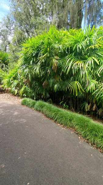 Green Ferns Gray Path — Stockfoto