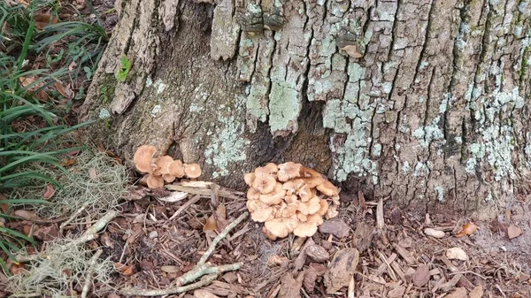 Tan Mushrooms Green Lichen Covered Tree Bark — Stockfoto