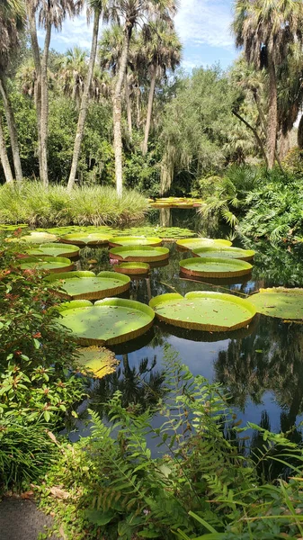 Giant Water Lilies Calm Pond — Stockfoto