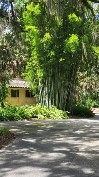 Green Bamboo Yellow House — Stockfoto