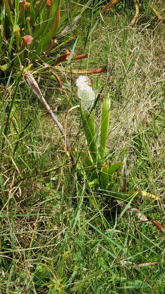Green White Pitcher Plant Field Grass — Photo