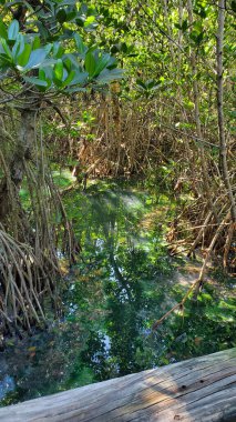 Green Algae in a Mangrove Swamp
