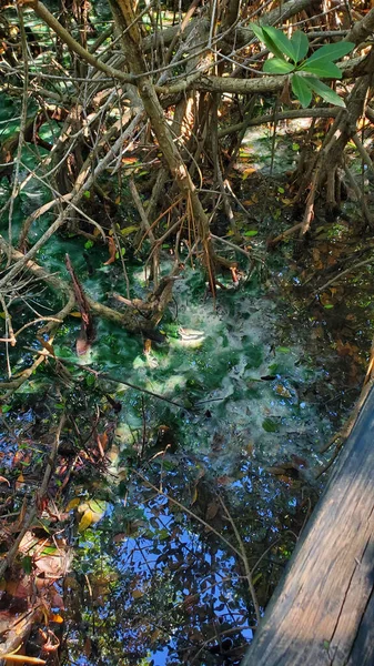 Green Algae Mangrove Swamp — Stock Photo, Image