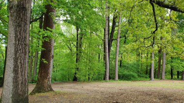 Green Forest over Bare Ground