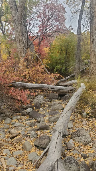 Dry Streambed Fallen Trees Fall Colors —  Fotos de Stock