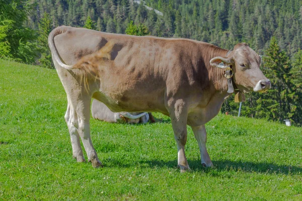 Cow Basking Sun Alpine Meadow Apls Germany Europe — Stock Photo, Image