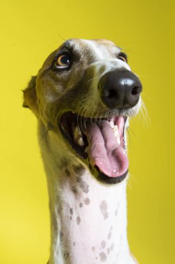 adorable and curious brown and white spotted greyhound dog with big beautiful eyes and big black nose portrait in studio on gray background