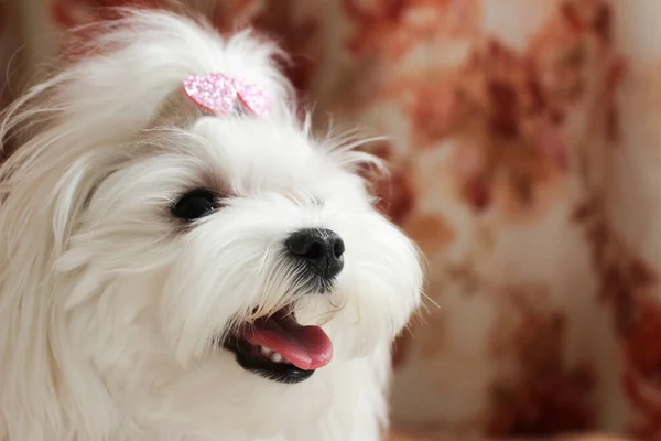 Maltese dog breed, white small cute dog