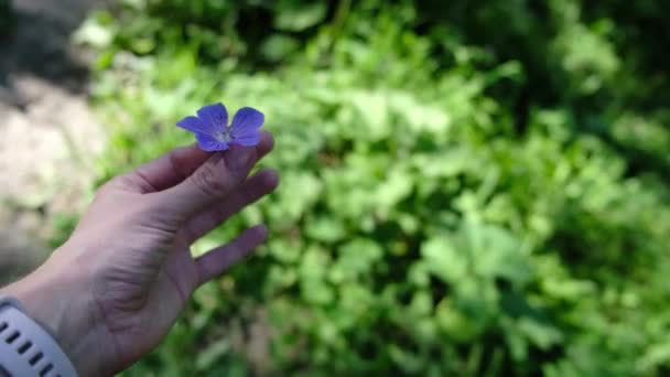 Flower Womans Hand Violet Flower High Quality Footage — Video