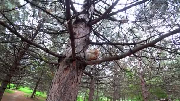 Squirrel Sits Branch Forest Sciurus Vulgaris High Quality Footage — Stockvideo
