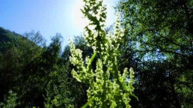  Juicy summer greens, grass of plants against the backdrop of the bright sun. High quality 4k footage