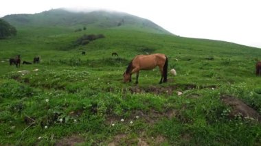Atlar dağlarda otluyor. Yüksek kalite 4k görüntü