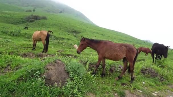 Hästar Betar Bergen Högkvalitativ Film — Stockvideo