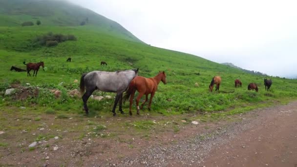 Παίζοντας Άλογα Βόσκουν Στα Βουνά Υψηλής Ποιότητας Πλάνα — Αρχείο Βίντεο
