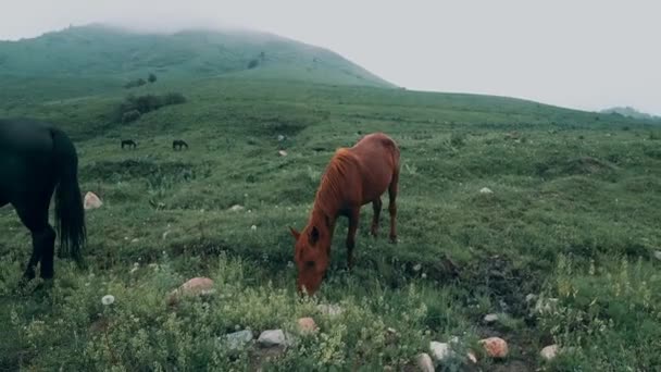 Konie Pasące Się Górach Wysokiej Jakości Materiał — Wideo stockowe