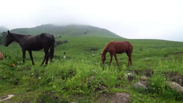 Hästar Betar Bergen Högkvalitativ Film — Stockvideo
