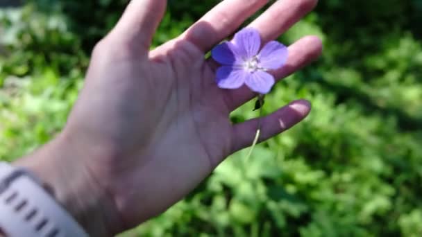 Женская Рука Сжимает Сорванный Цветок Бросает Высококачественные Кадры — стоковое видео